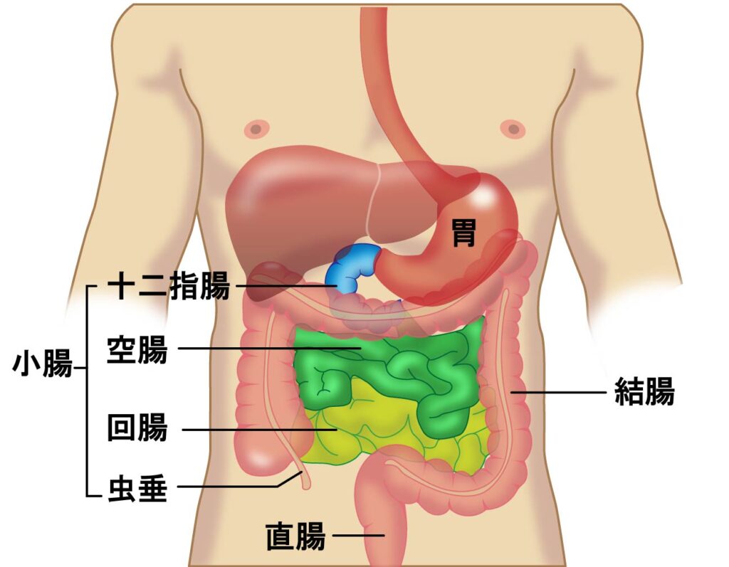 消化器官の図