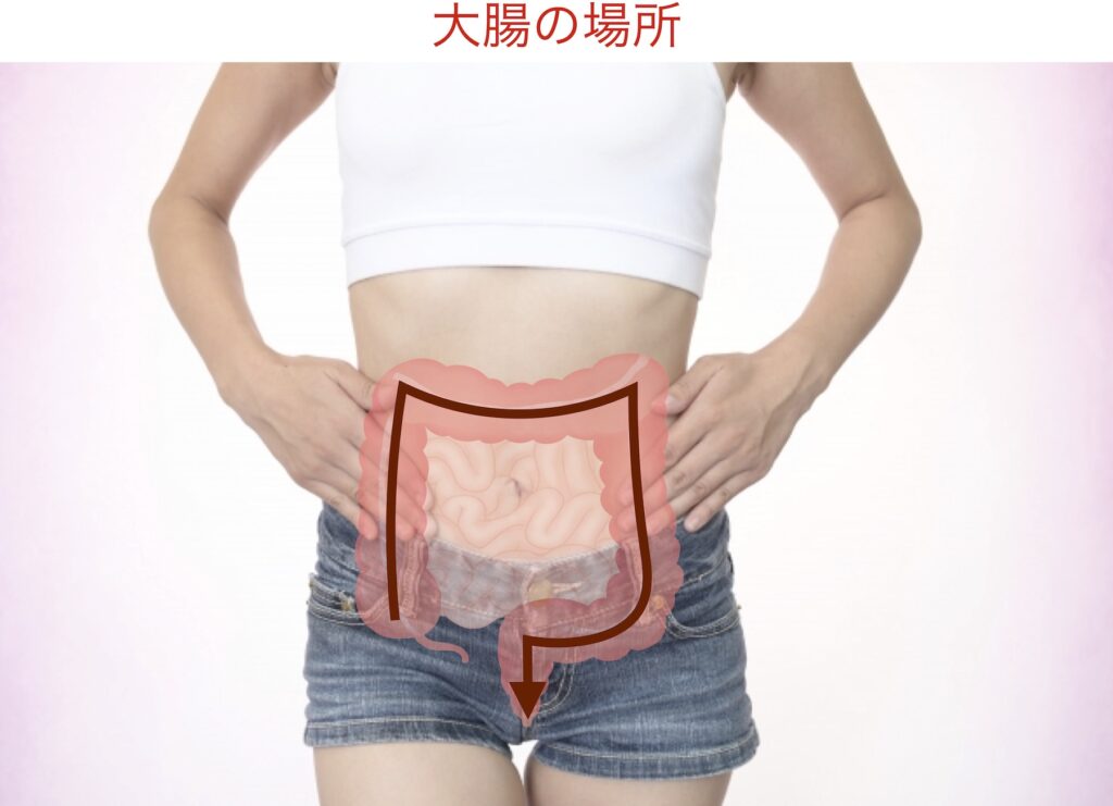 大腸の場所