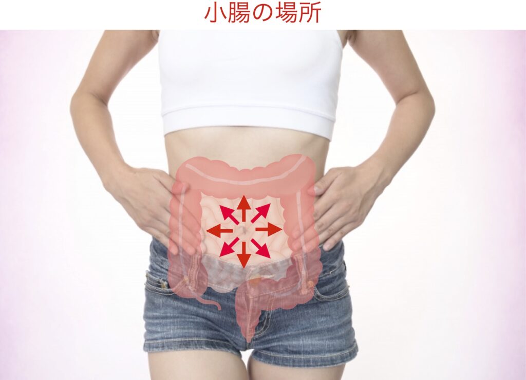 小腸の場所