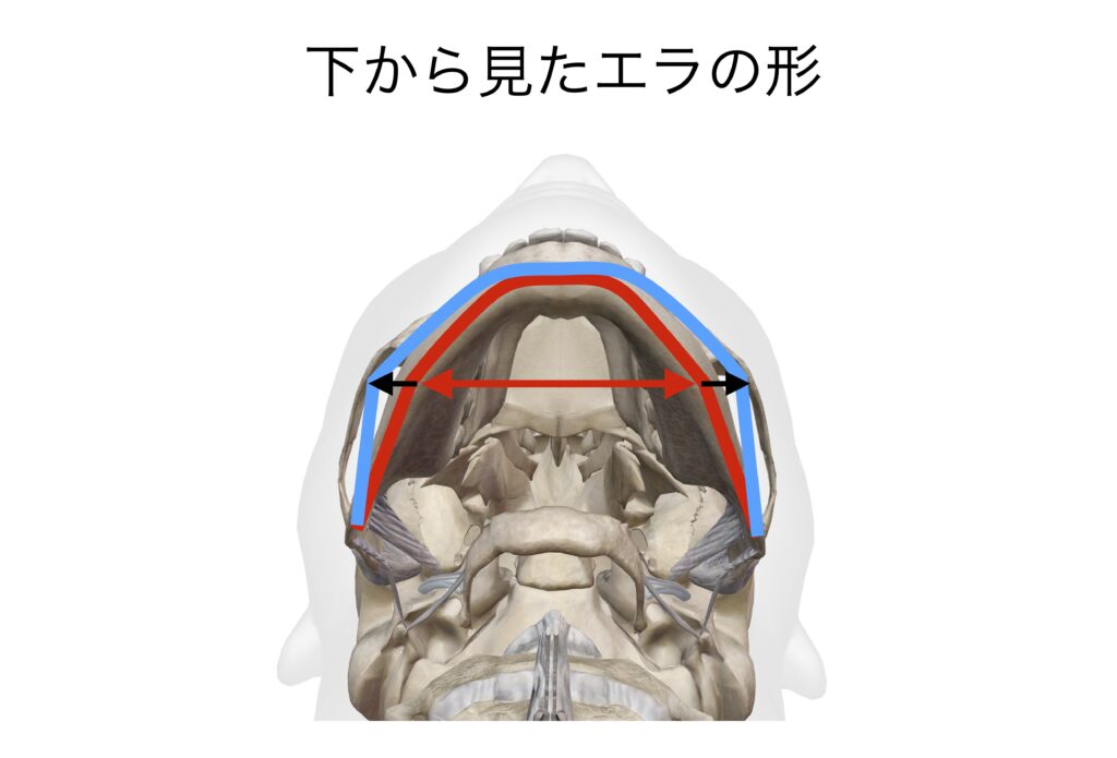下から見たエラの形