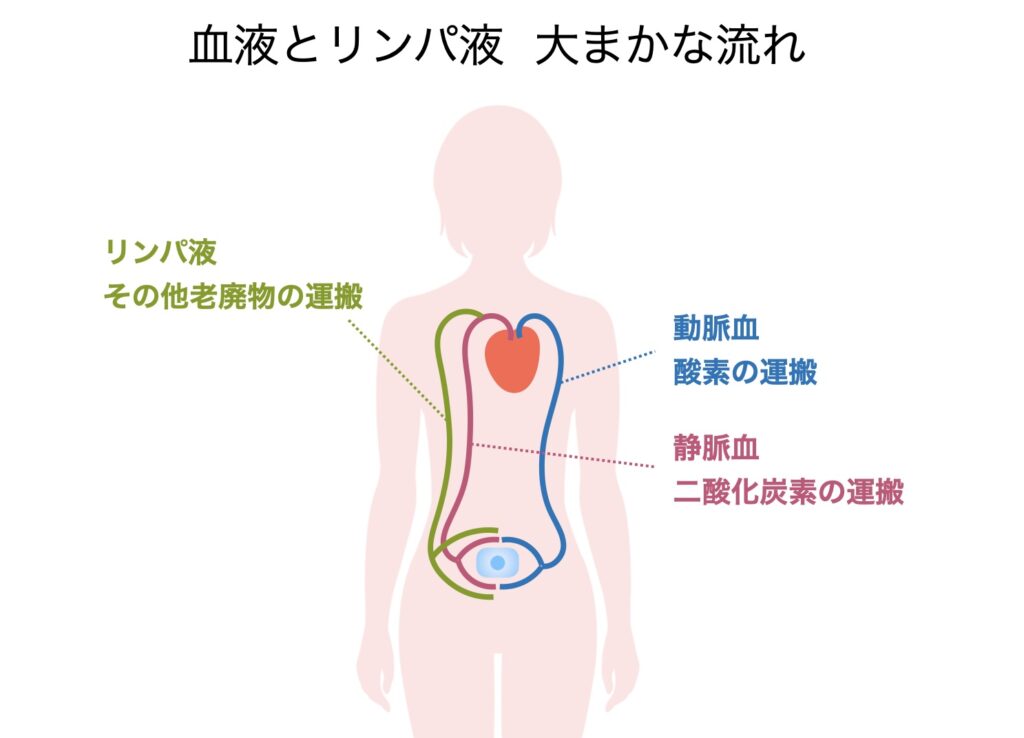 血液とリンパ液の流れ