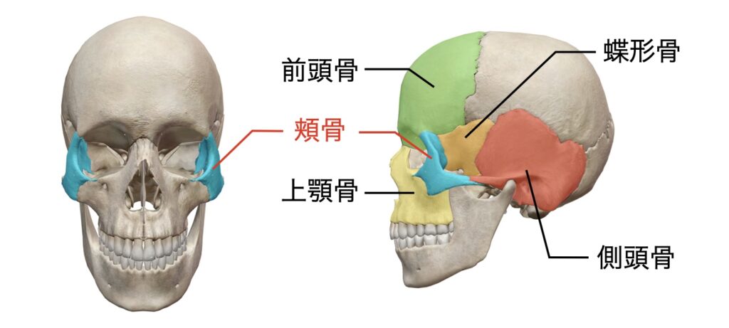 頭蓋骨