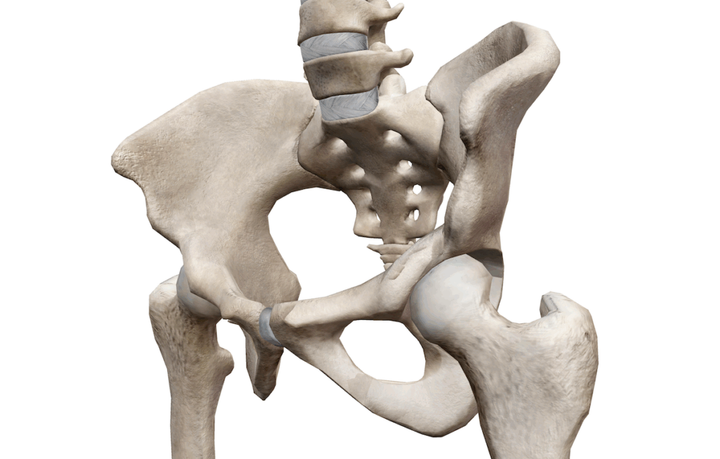 骨盤と股関節